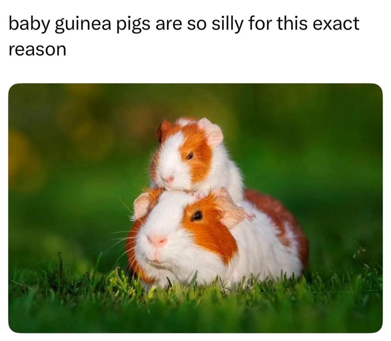baby guinea pigs are so silly for this exact reason