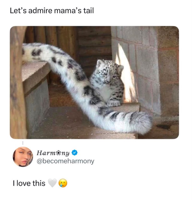 Let's admire mama's tail Harmony → @becomeharmony I love this