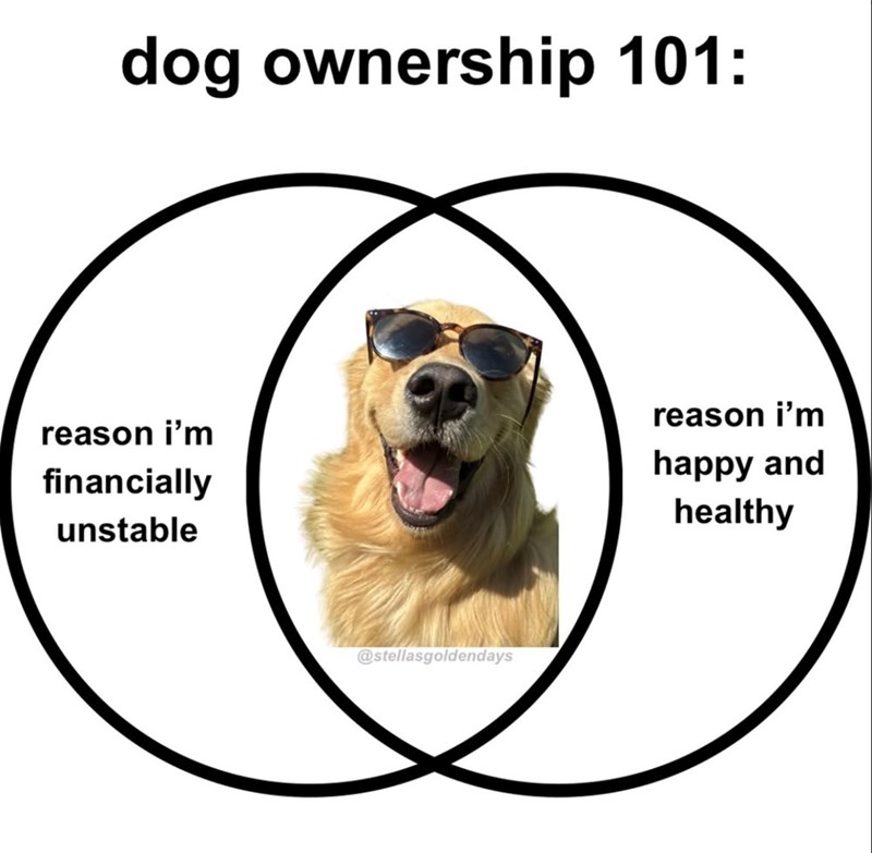 dog ownership 101: reason i'm financially unstable @stellasgoldendays reason i'm happy and healthy