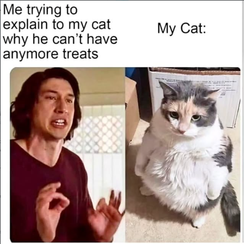Me trying to explain to my cat why he can't have anymore treats My Cat: