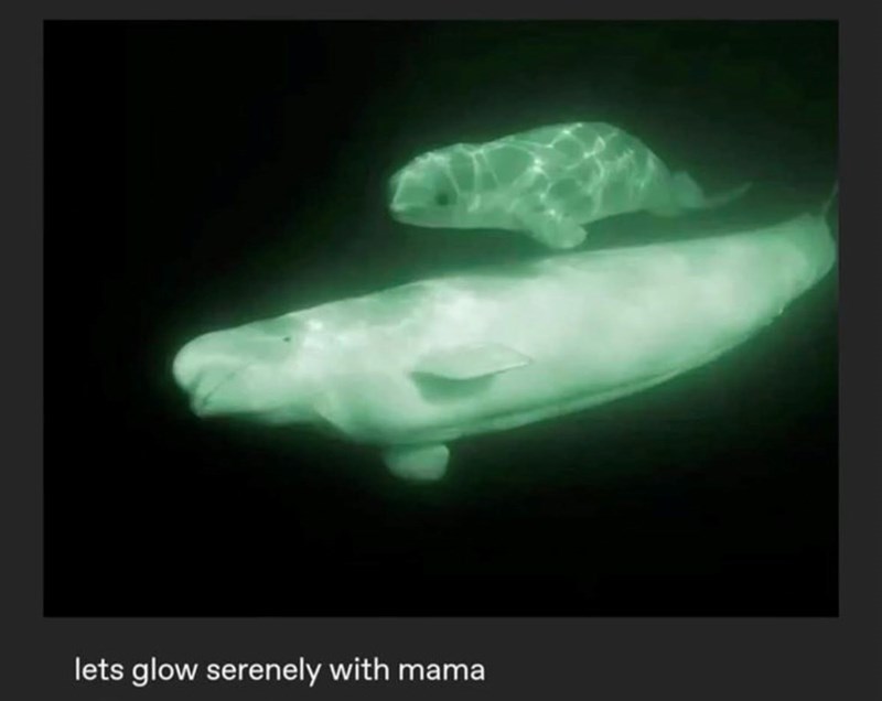 lets glow serenely with mama