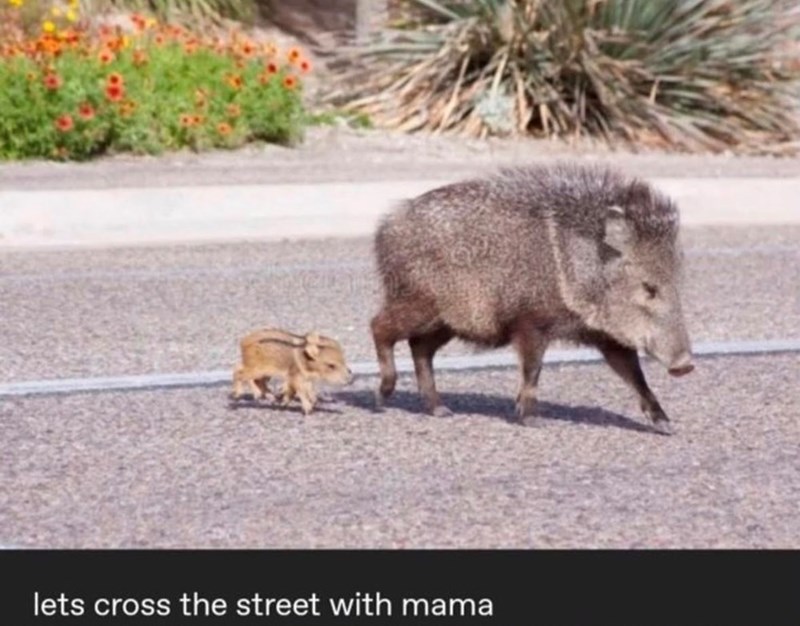 lets cross the street with mama