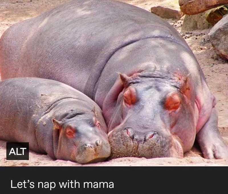 ALT Let's nap with mama