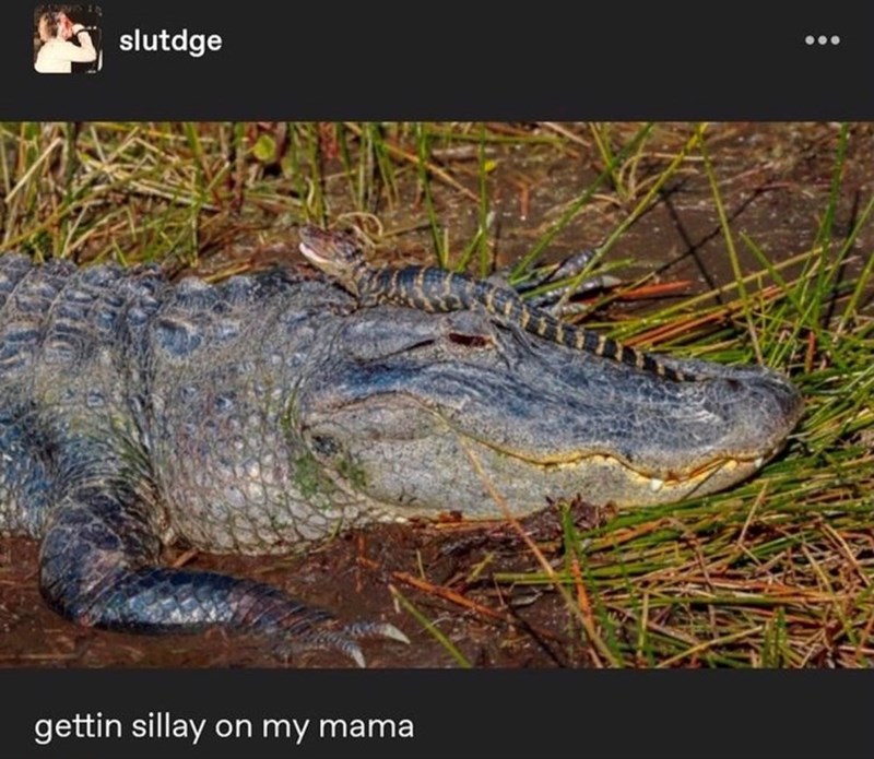 slutdge gettin sillay on my mama