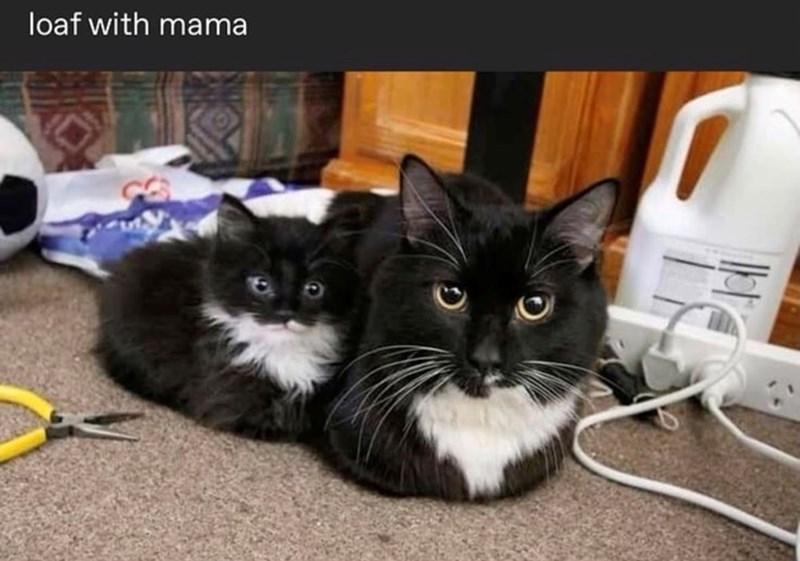 loaf with mama