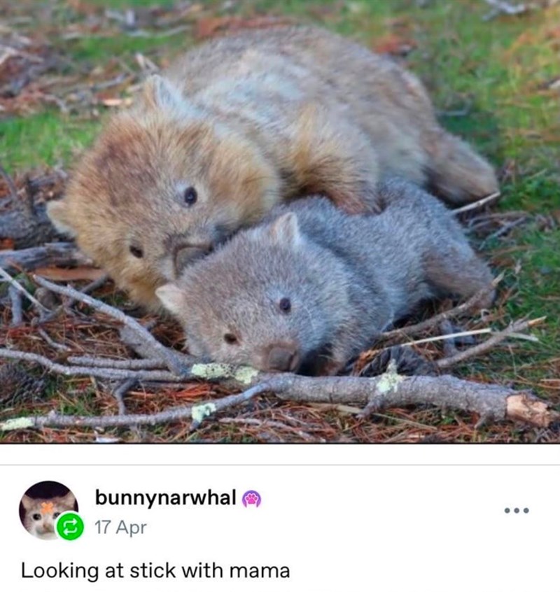 bunnynarwhal 17 Apr Looking at stick with mama