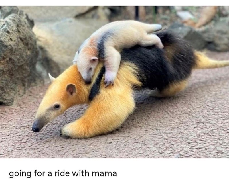going for a ride with mama