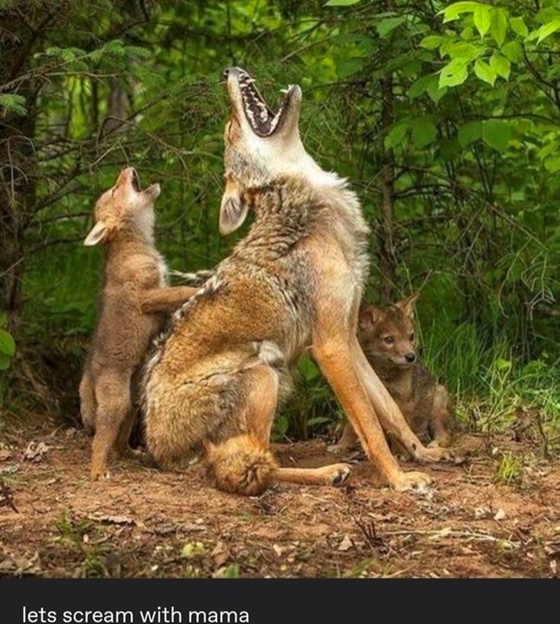 lets scream with mama