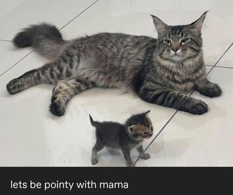 lets be pointy with mama
