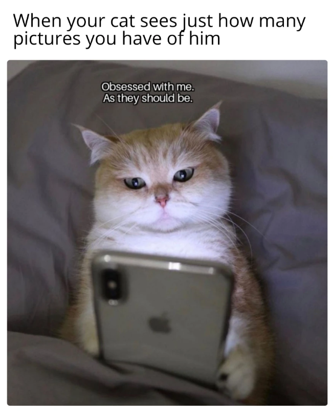 When your cat sees just how many pictures you have of him Obsessed with me. As they should be.