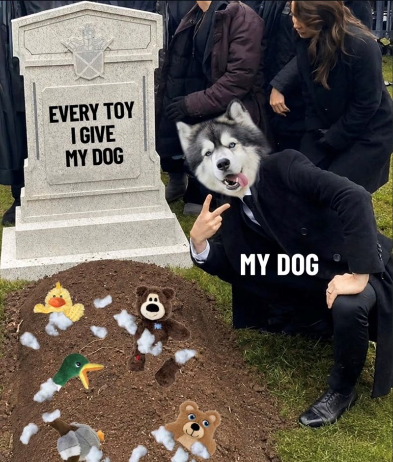 EVERY TOY I GIVE MY DOG 8 MY DOG