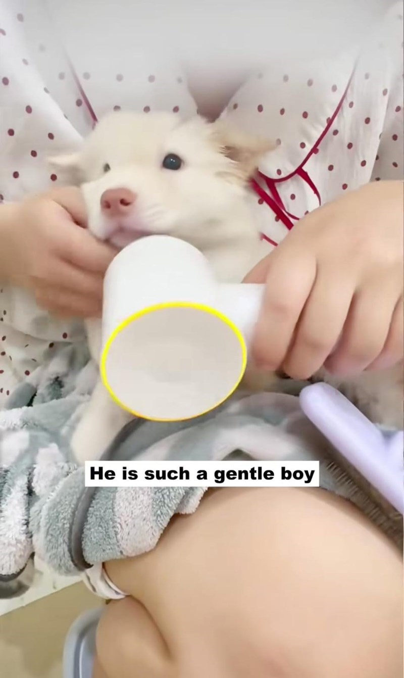 He is such a gentle boy