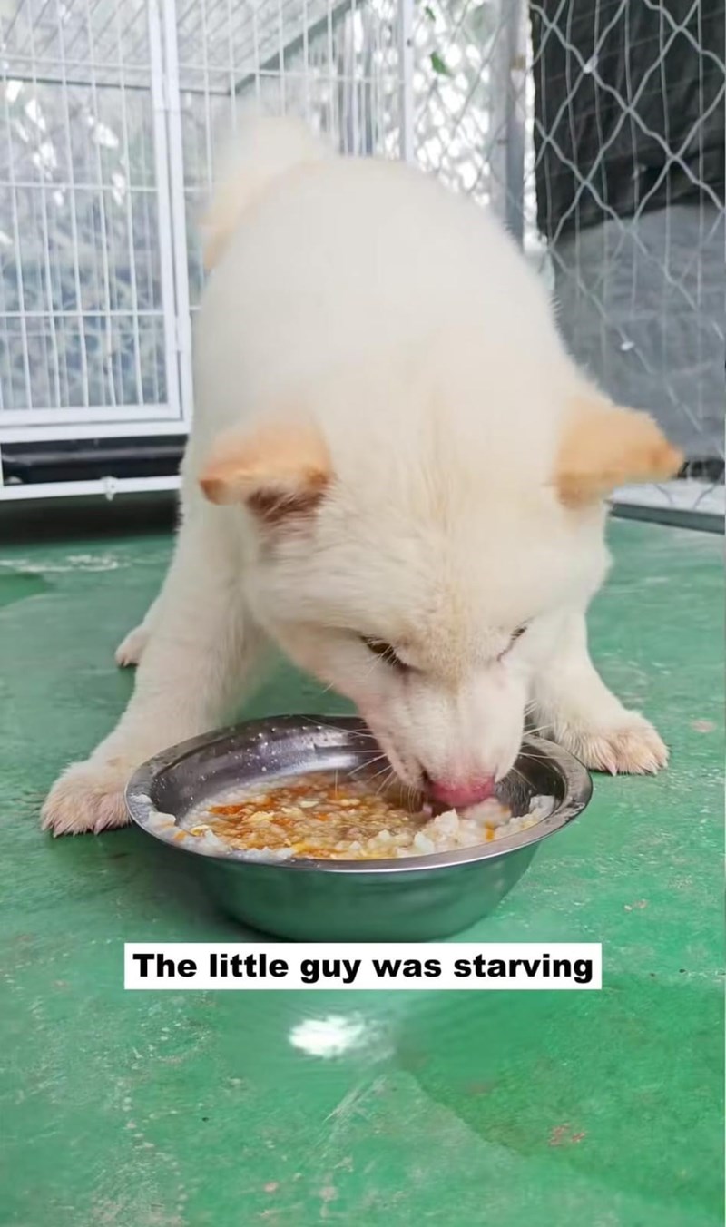 The little guy was starving