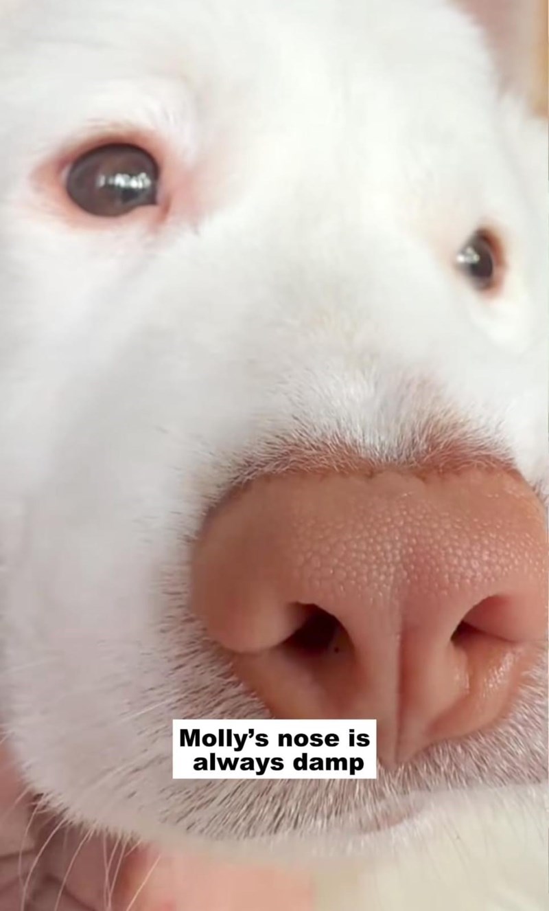 Molly's nose is always damp