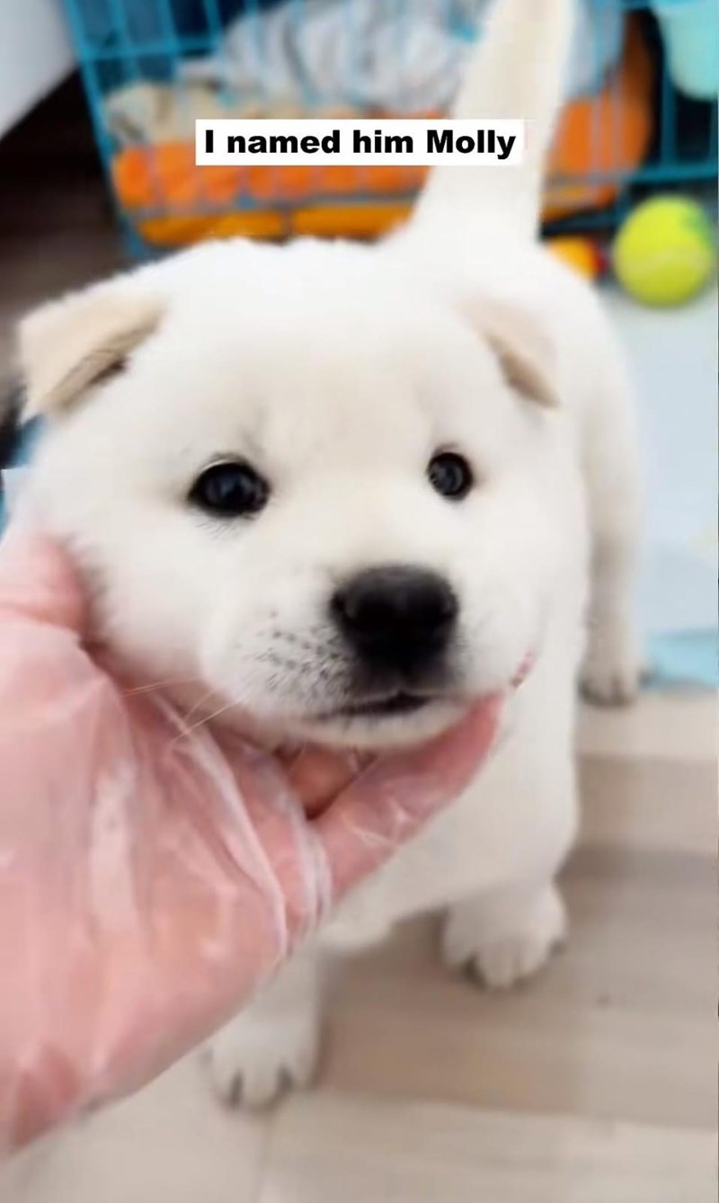 I named him Molly