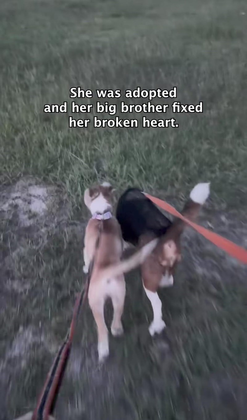 She was adopted and her big brother fixed her broken heart.