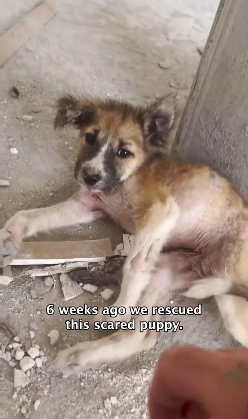 6 weeks ago we rescued this scared puppy.