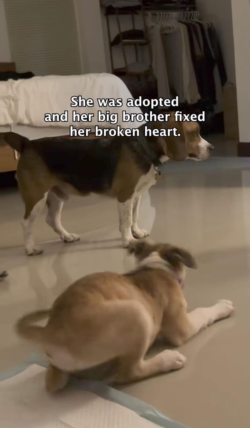 She was adopted and her big brother fixed her broken heart.