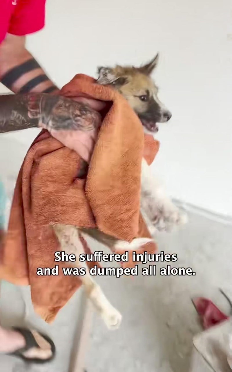 She suffered injuries and was dumped all alone.