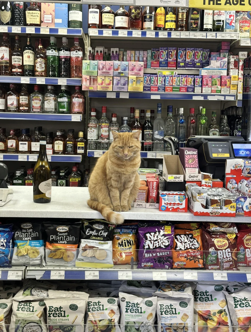 CMANY Maker's Mark WHISKY 12 enfiddich MOUS OUSE SOUTHERN COMFORT AMESON CHIVAS SOUTHER GLENS PODKA BELLS £6.69 19.29 tem KAHLU METAXA AS Hennessy RNOFF GLEN SMIRNO Captain VODE Dulbar Ober TUACA PASSO TE AGE PIMPERNE OUZ SIERRA EXEX BX BX BX BXEX NO 12 12 20 Ober 50 DUAL ZUBROW Pru Ombar ཏི Zone ubar &COCENT Onlbar Kinder 50 Country 65 65 Cards ES Grace No Salt Plantain CHIPS Grace Sweet Plantain Ungated 9503 Unsalted 1.30 €1.30 CHIPS Grace Exotic Chip Cassava The Stack with Real GRUNCH! 2.19 M