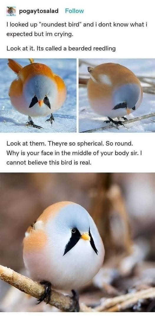pogaytosalad Follow I looked up "roundest bird" and i dont know what i expected but im crying. Look at it. Its called a bearded reedling Look at them. Theyre so spherical. So round. Why is your face in the middle of your body sir. I cannot believe this bird is real.