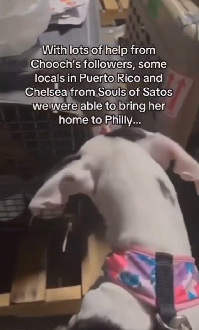 With lots of help from Chooch's followers, some locals in Puerto Rico and Chelsea from Souls of Satos we were able to bring her home to Philly...