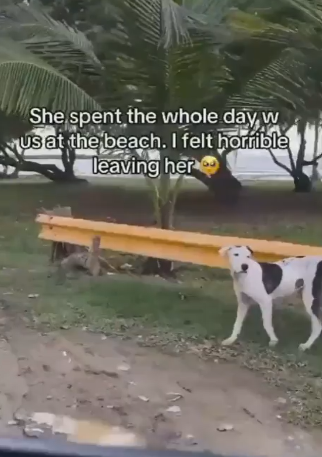She spent the whole day w Us at the beach. I felt horrible leaving her