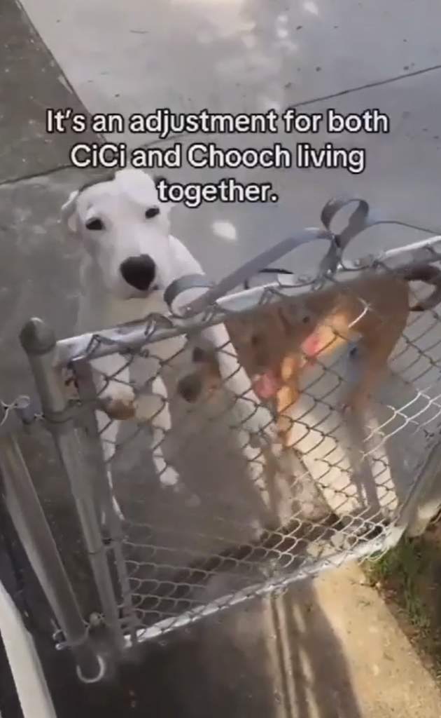 It's an adjustment for both CiCi and Chooch living together.