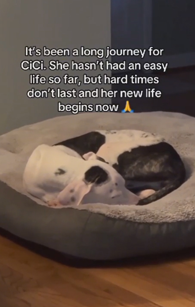 It's been a long journey for CiCi. She hasn't had an easy life so far, but hard times don't last and her new life begins now