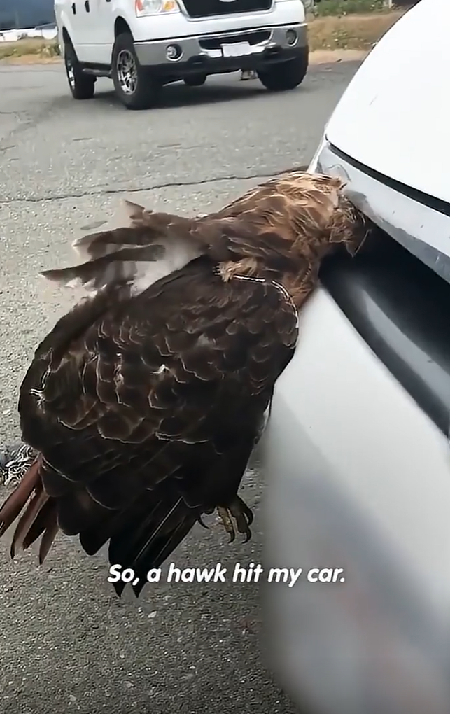 So, a hawk hit my car.