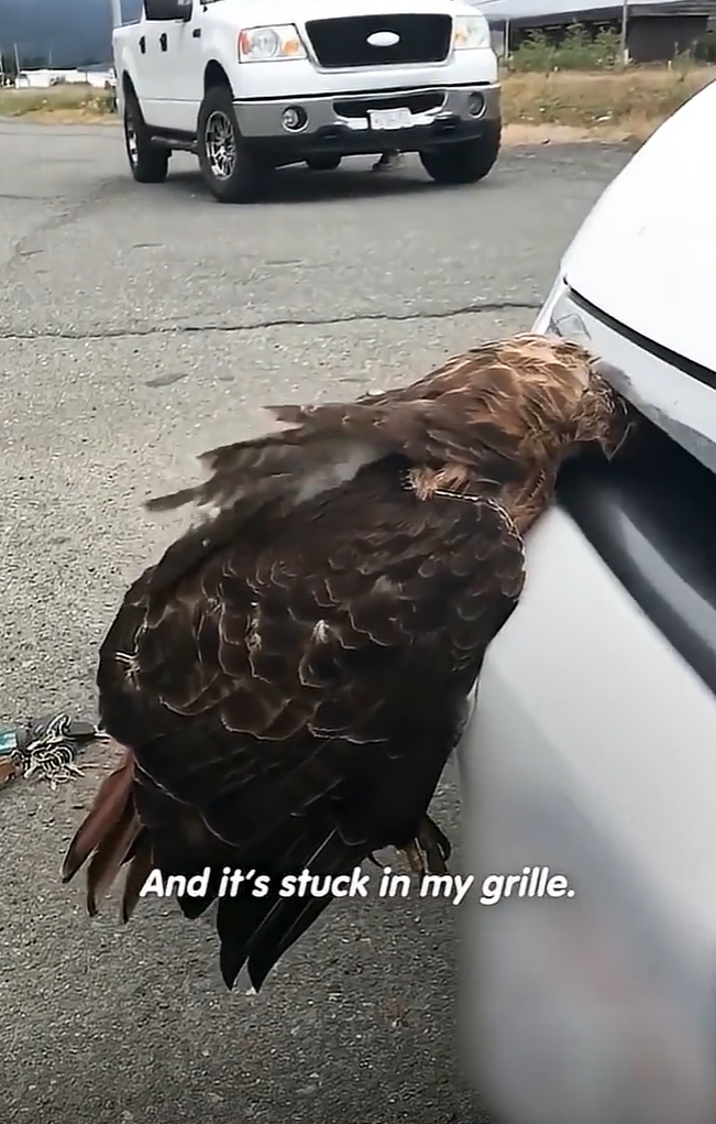 And it's stuck in my grille.