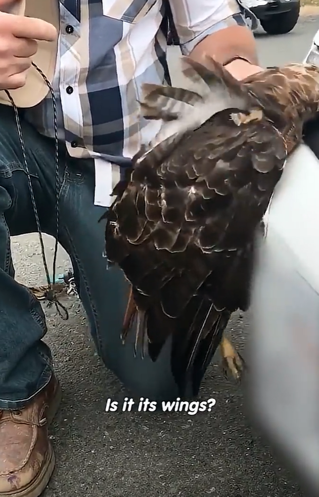 Is it its wings?