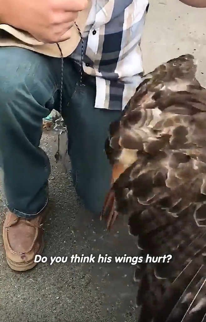 Do you think his wings hurt?