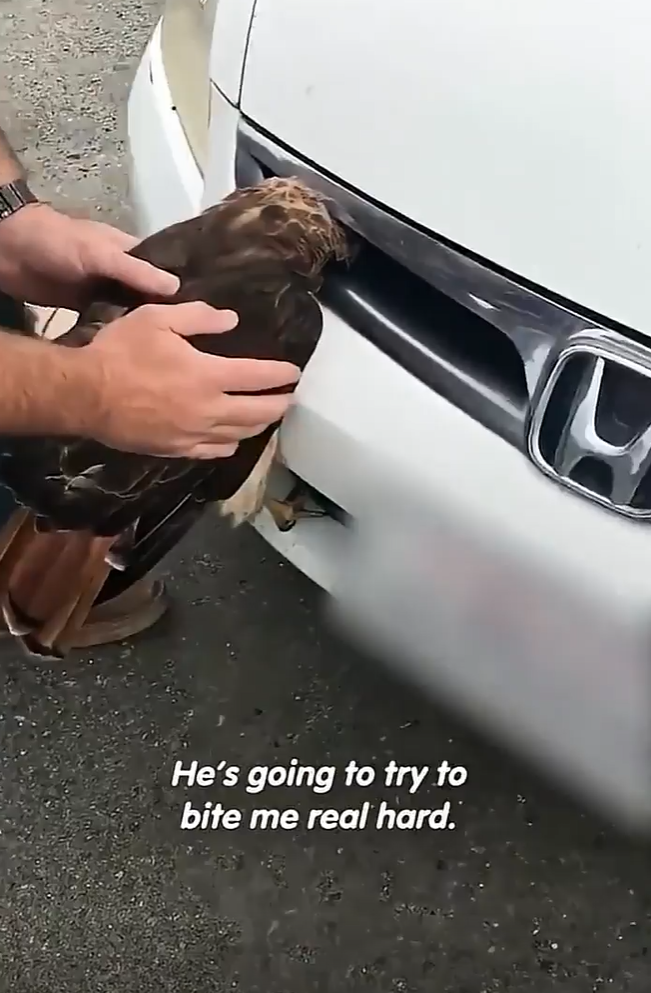 He's going to try to bite me real hard.