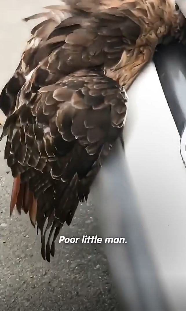 Poor little man.
