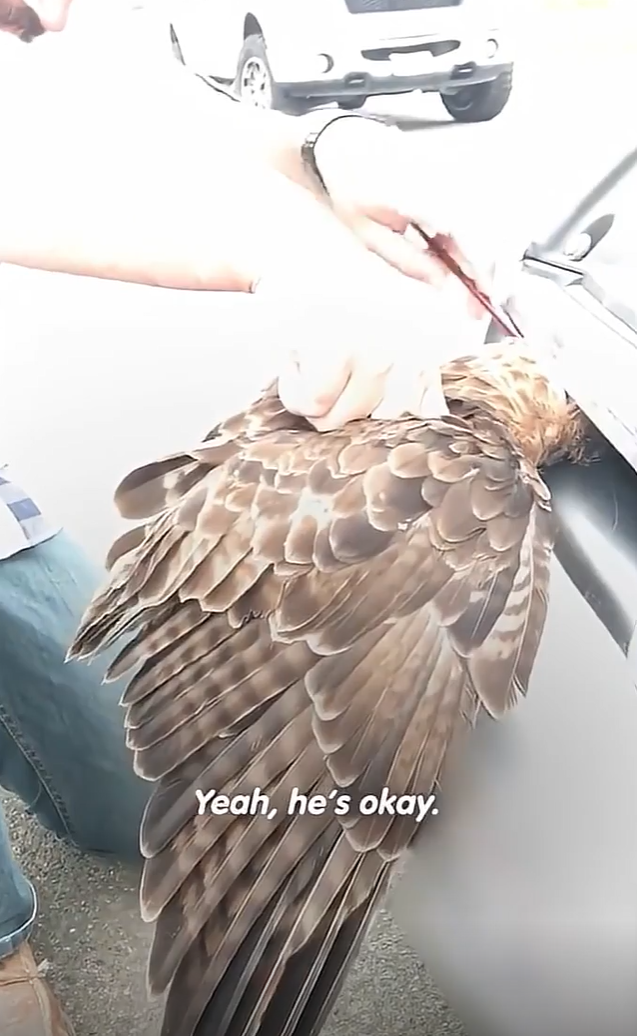 Yeah, he's okay.