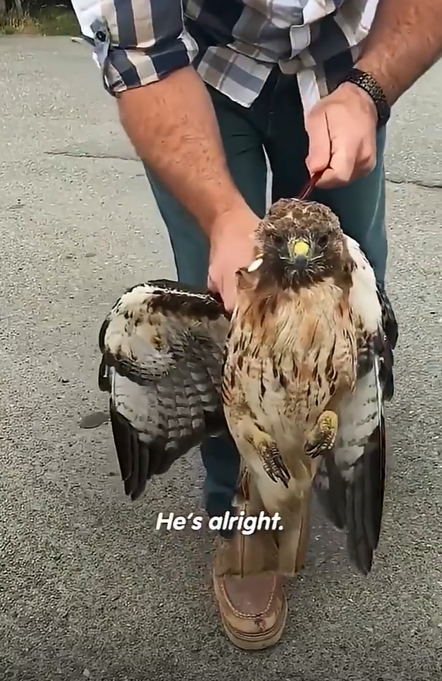 He's alright.