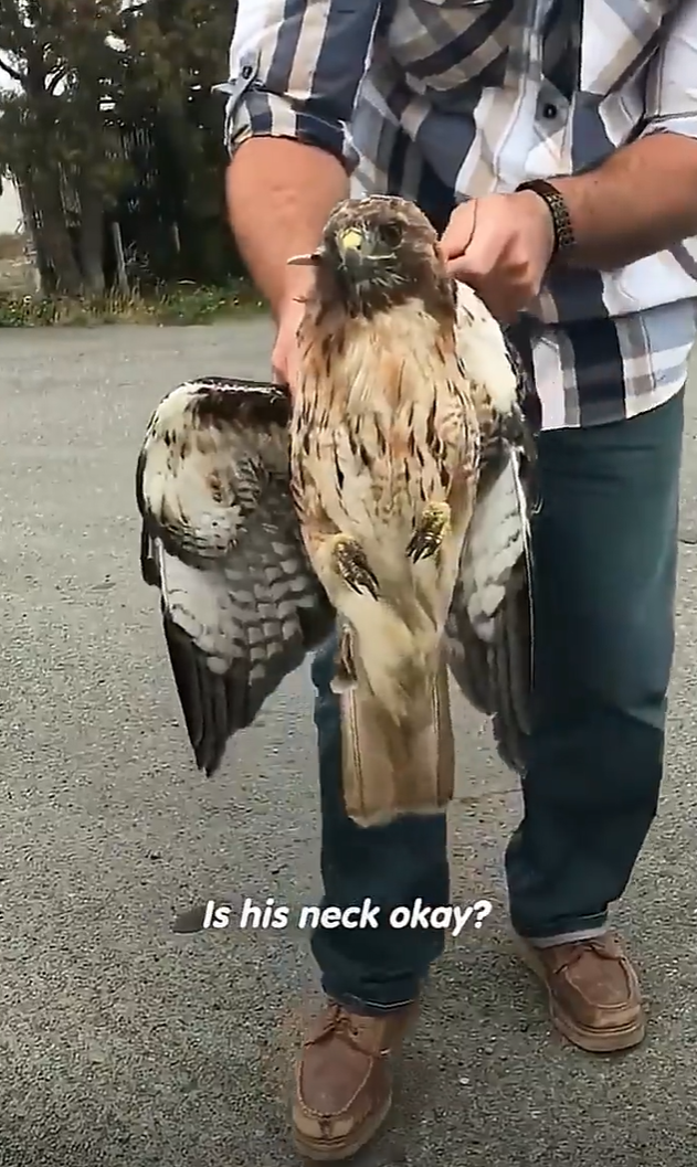 Is his neck okay?