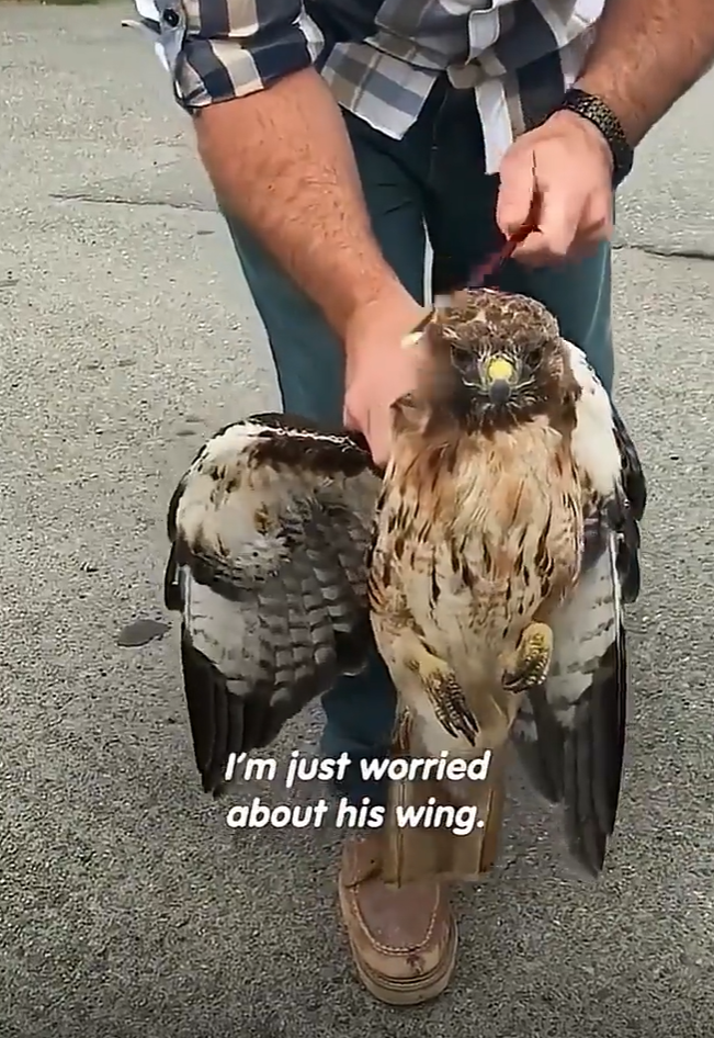 L I'm just worried about his wing.