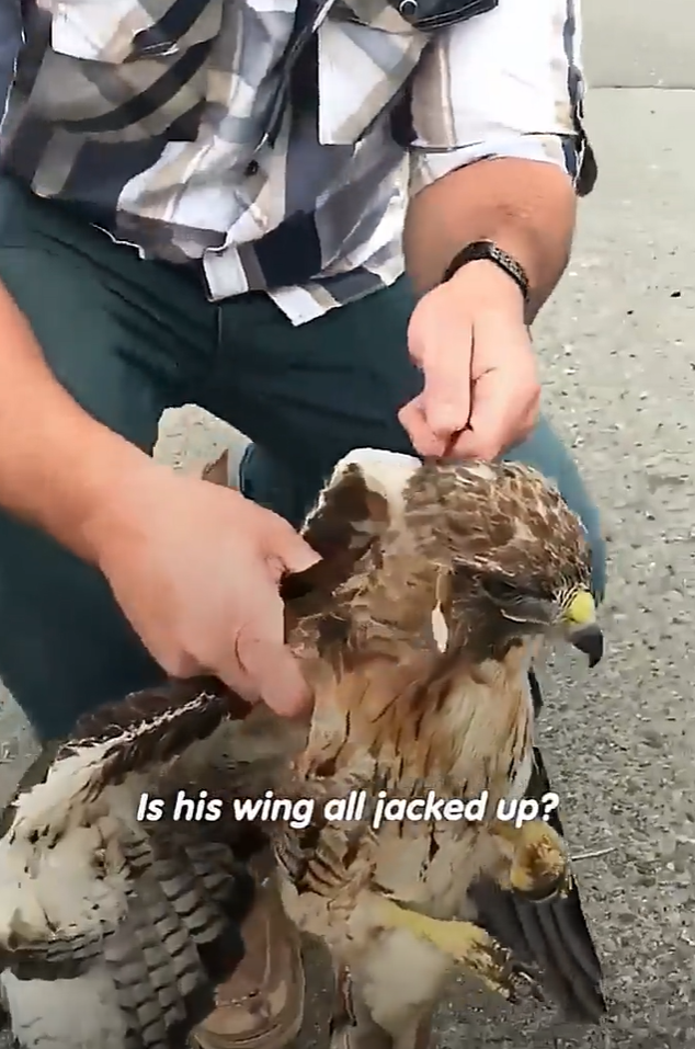 Is his wing all jacked up?