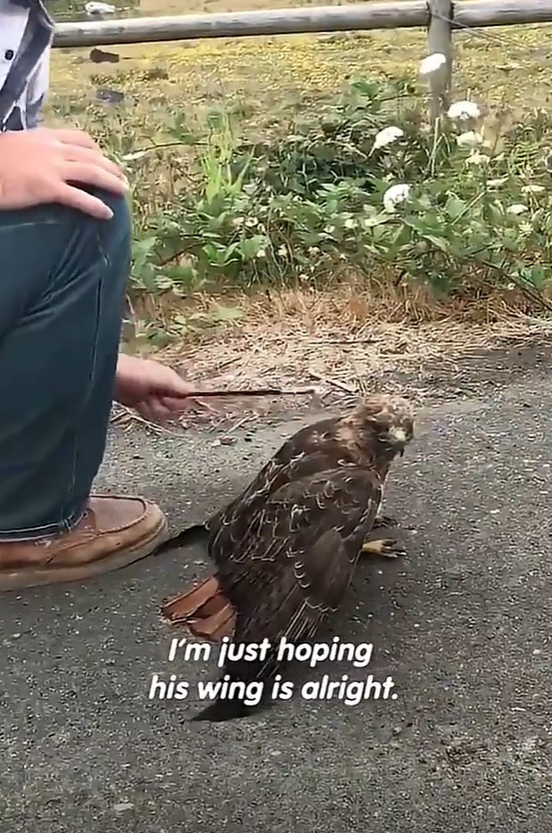 I'm just hoping his wing is alright.