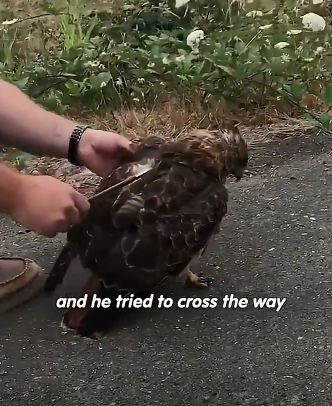 and he tried to cross the way