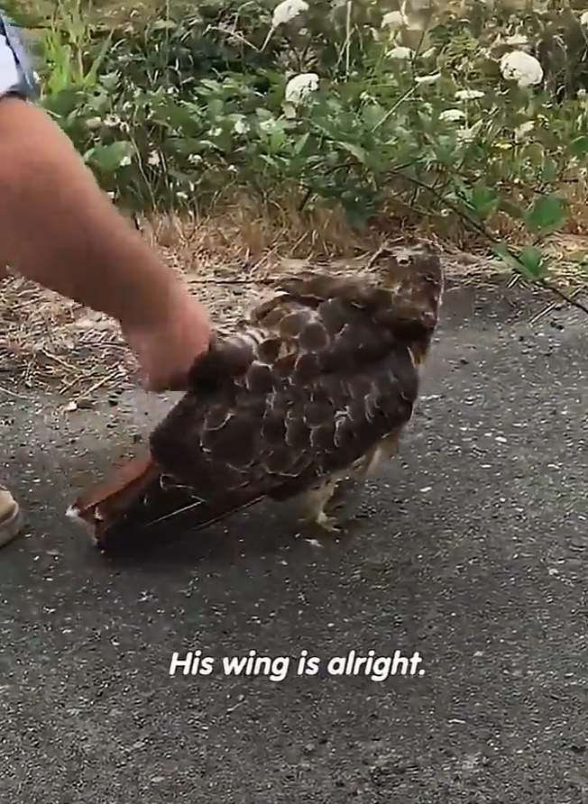 His wing is alright.