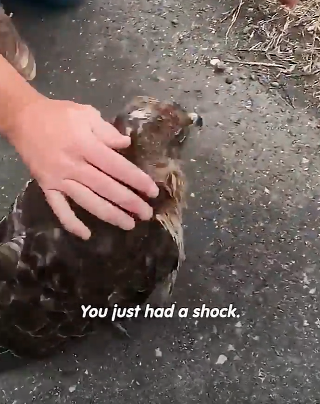 You just had a shock.