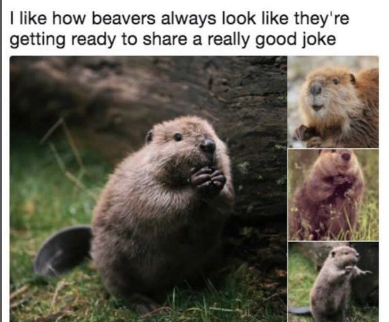 I like how beavers always look like they're getting ready to share a really good joke