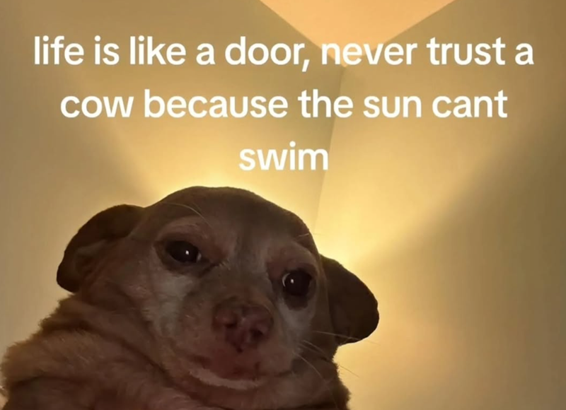 life is like a door, never trust a cow because the sun cant swim