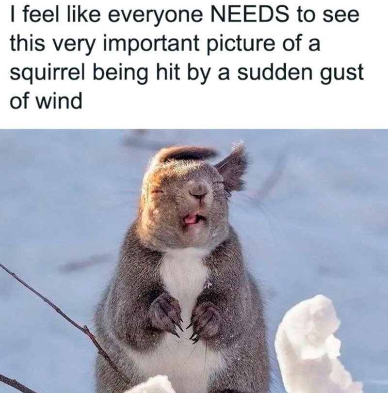 I feel like everyone NEEDS to see this very important picture of a squirrel being hit by a sudden gust of wind 5