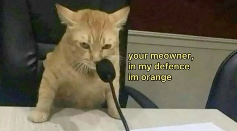 your meowner, in my defence im orange