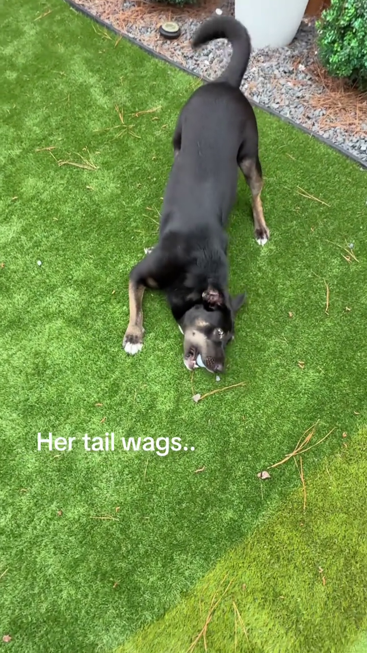 Her tail wags..