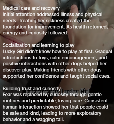 Medical care and recovery Initial attention addressed illness and physical needs. Treating her sickness created the foundation for improvement. As health returned, energy and curiosity followed. Socialization and learning to play Lucky Girl didn't know how to play at first. Gradual introductions to toys, calm encouragement, and positive interactions with other dogs helped her discover play. Making friends with other dogs supported her confidence and taught social cues. Building trust and curiosi